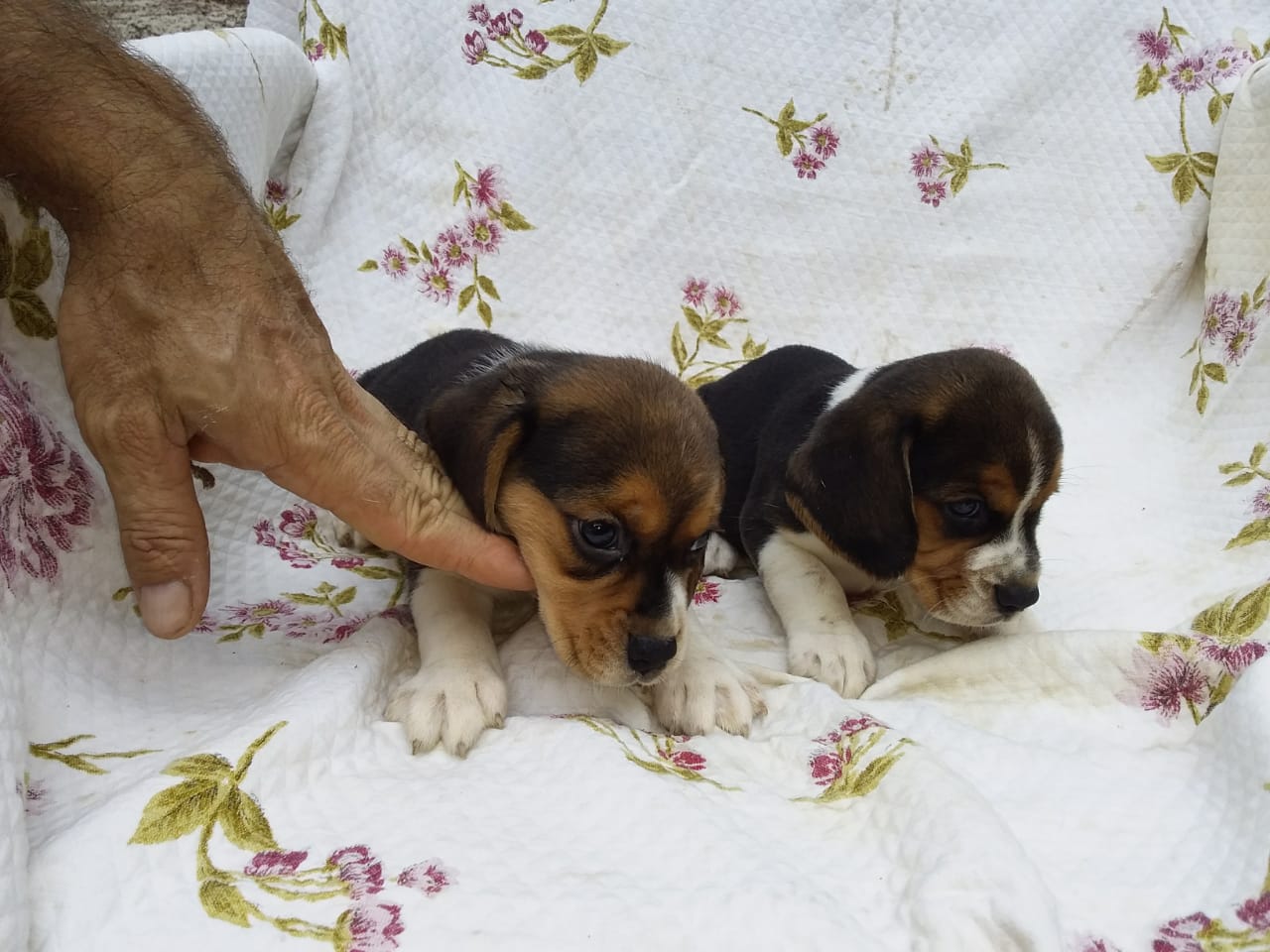 Machos 270220 (3).jpg