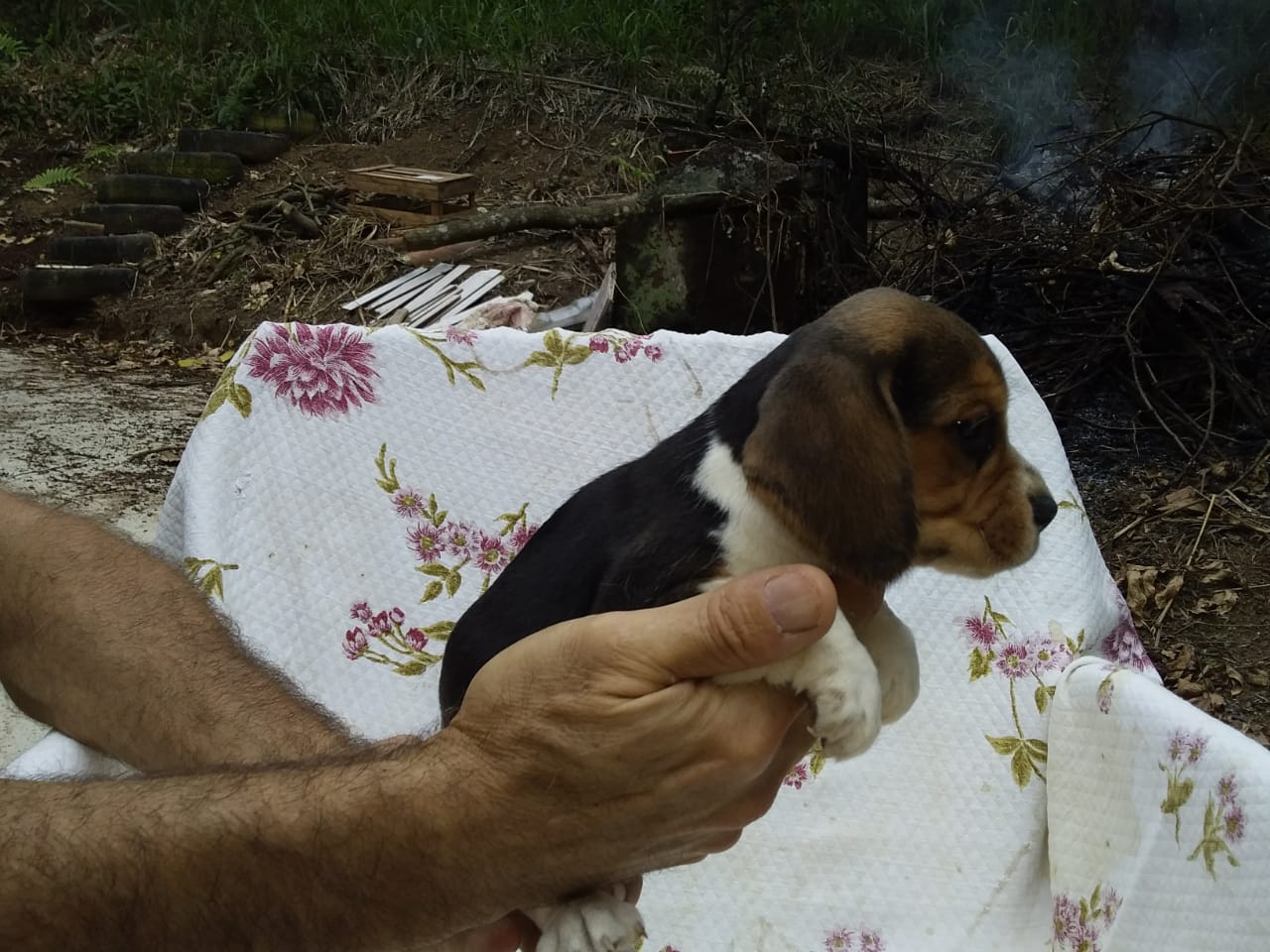 Fêmea 030220 (5).jpg