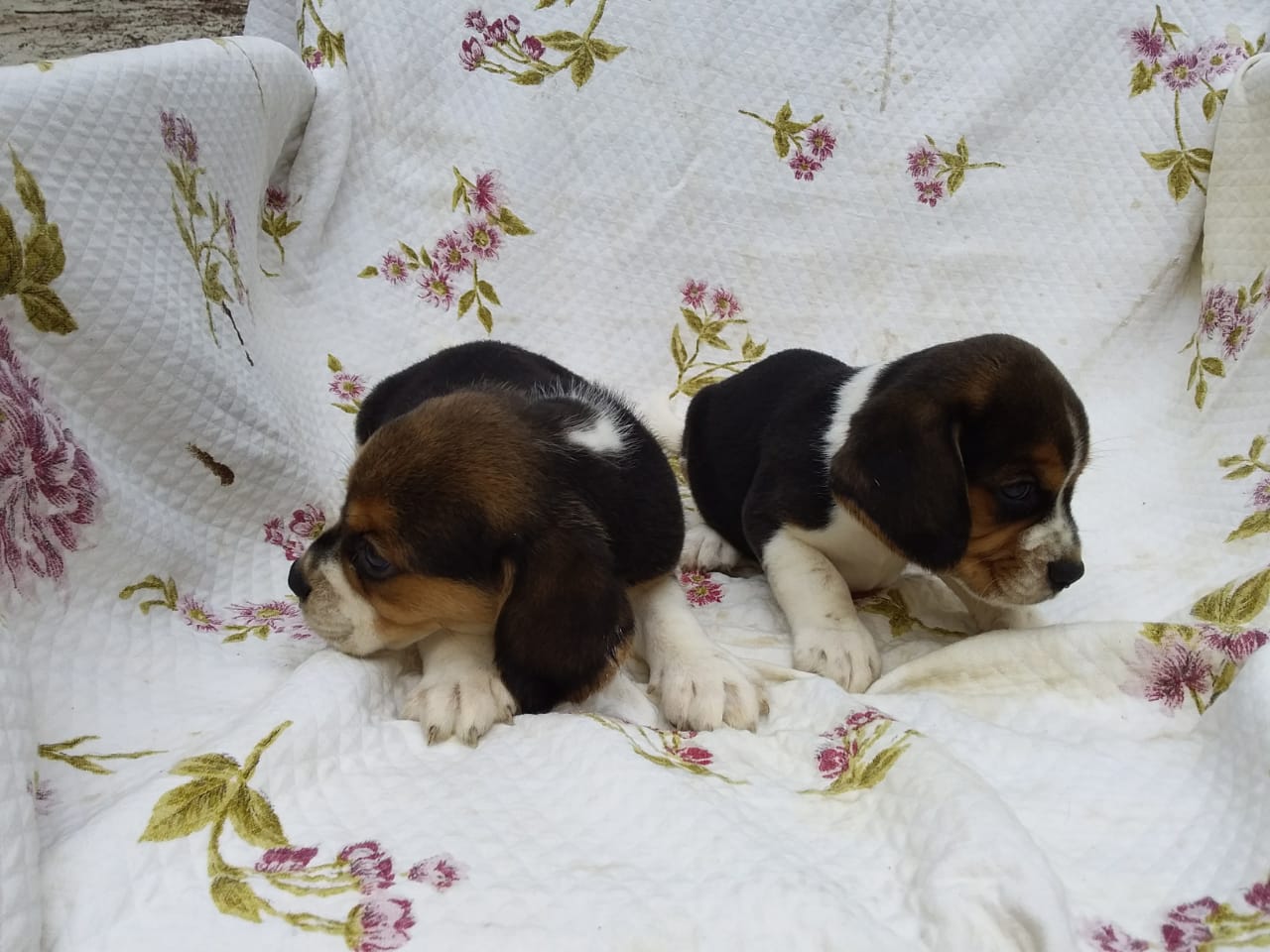 Machos 270220 (4).jpg