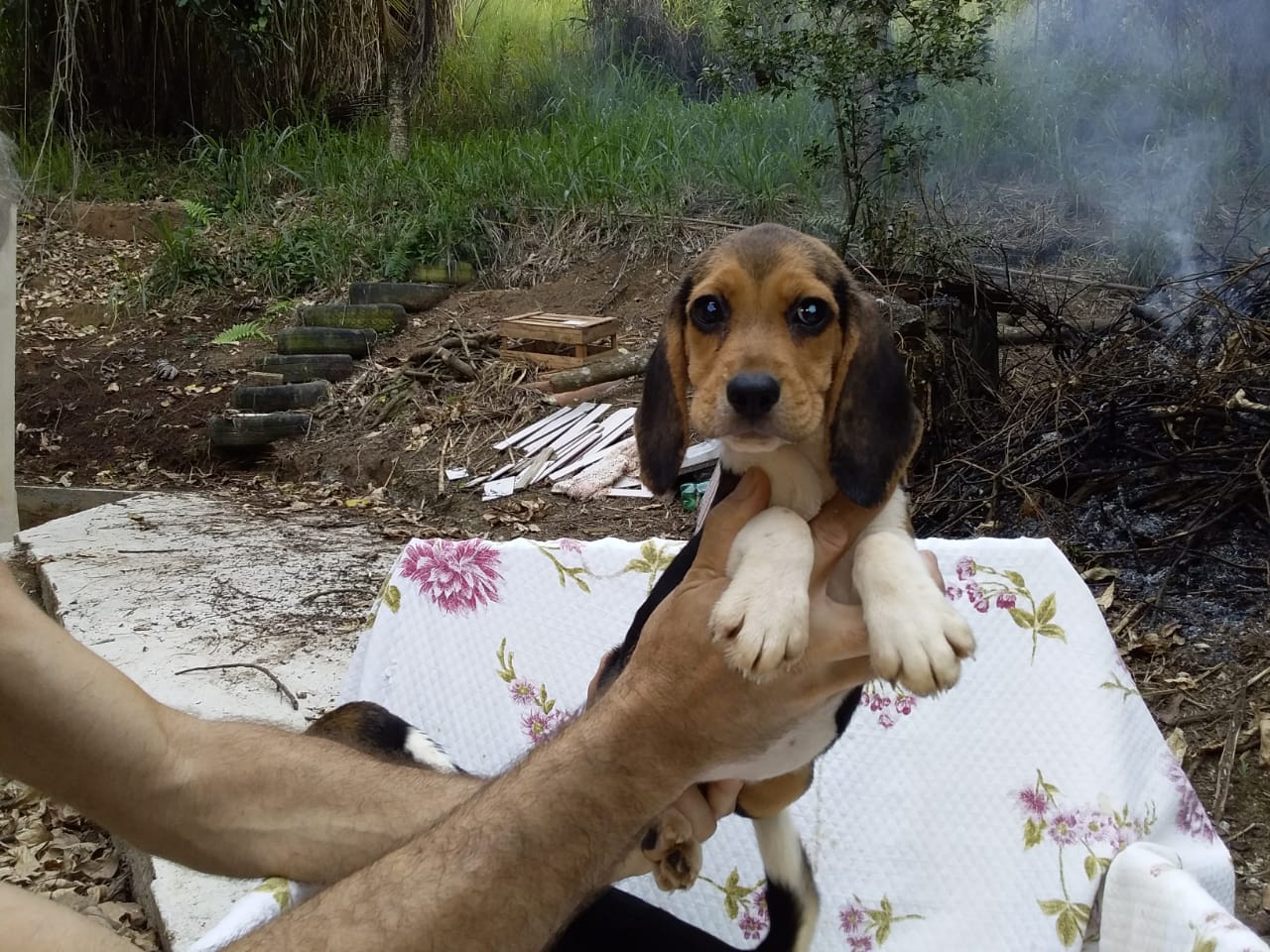 Fêmeas 160120 (5).jpg