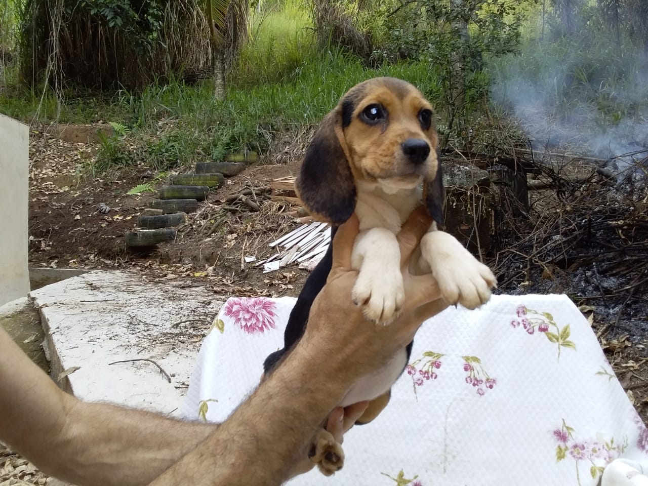 Fêmeas 160120 (3).jpg