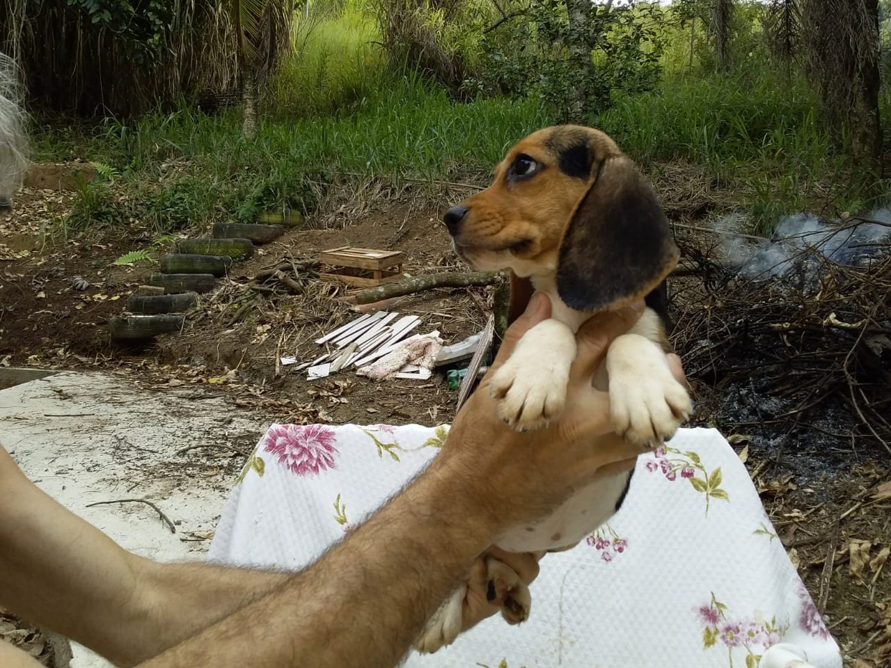 Fêmeas 160120 (7).jpg