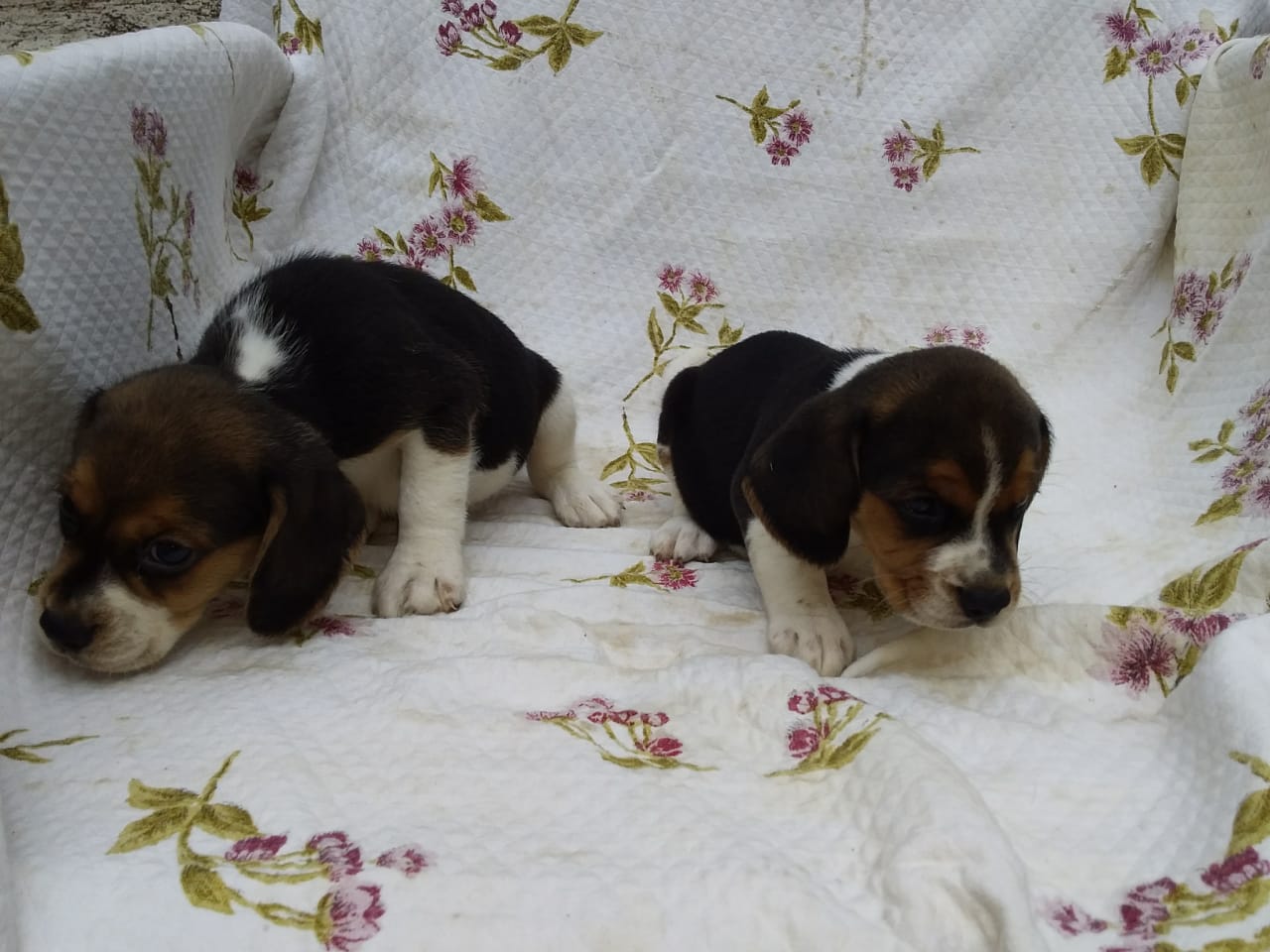 Machos 270220 (2).jpg