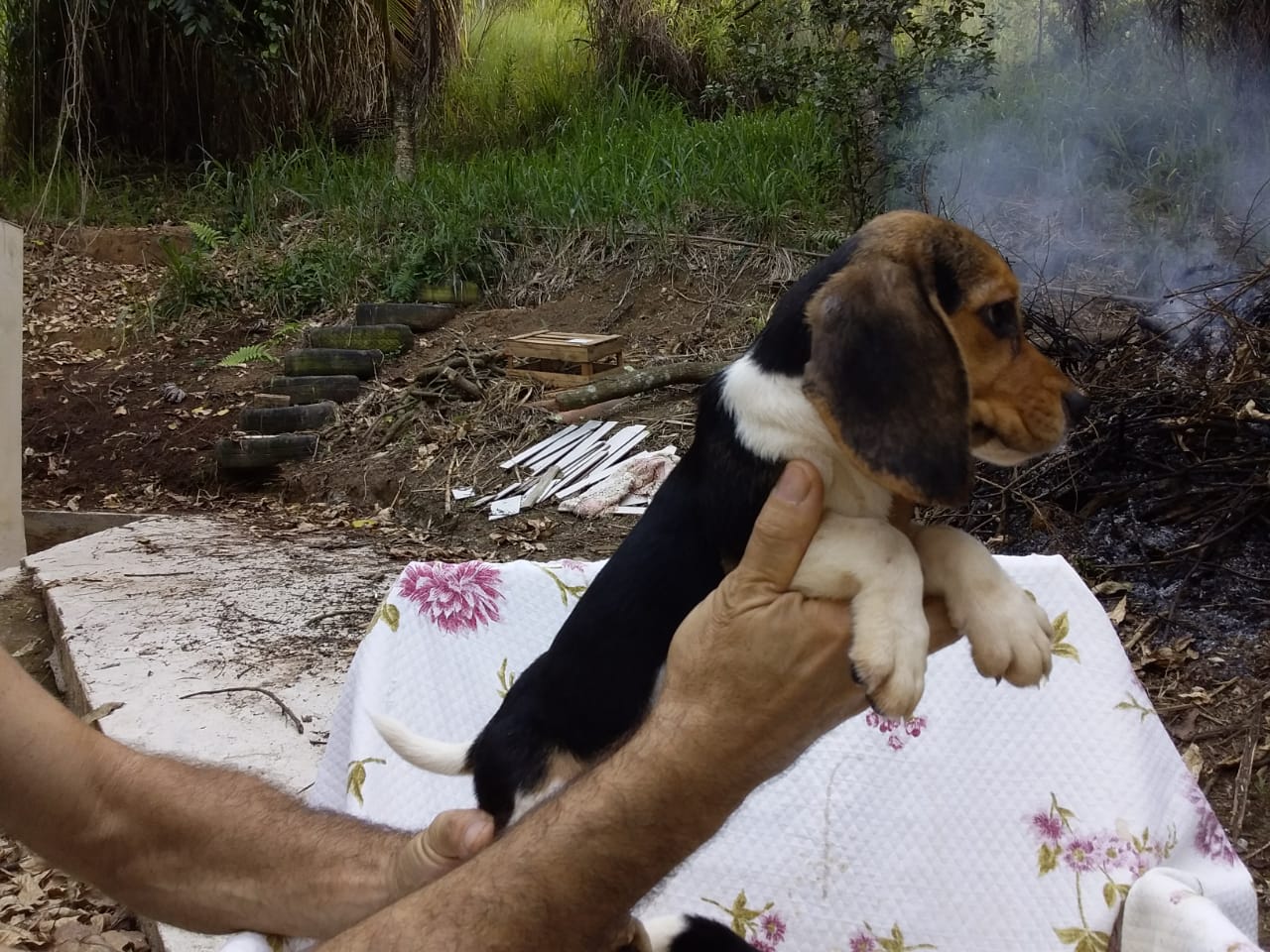 Fêmeas 160120 (4).jpg