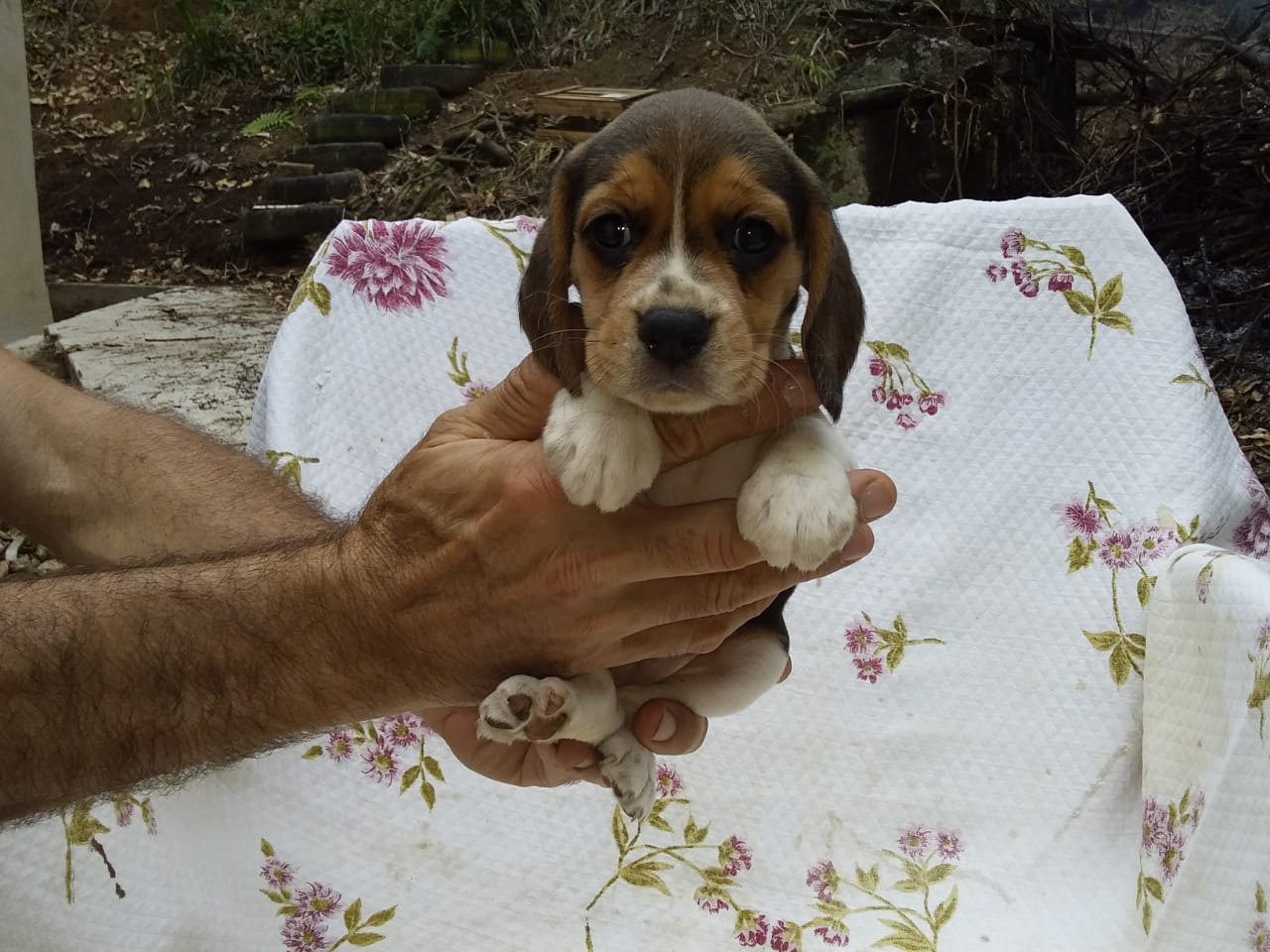 Fêmea 030220 (6).jpg