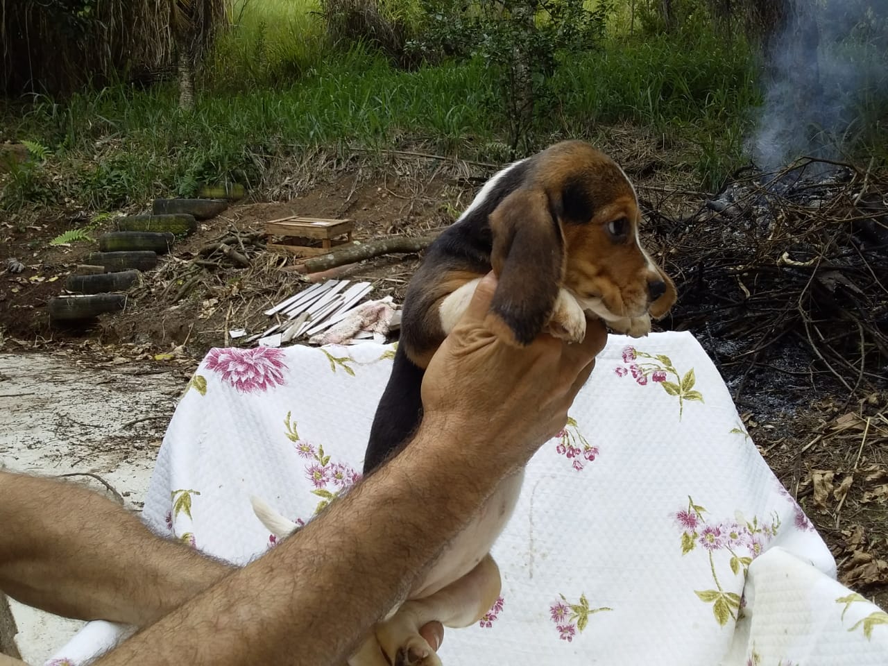 Macho 160120 (8).jpg