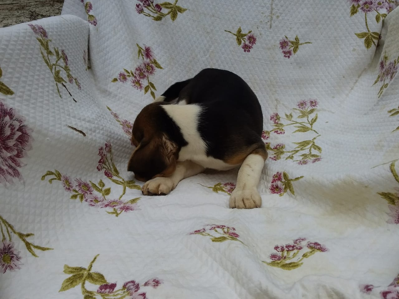 Macho 160120 (5).jpg