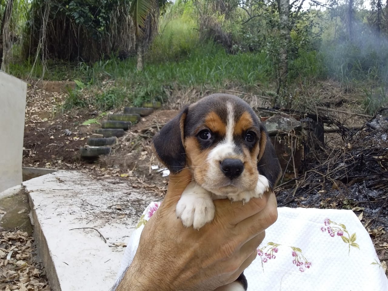 Machos 270220 (5).jpg