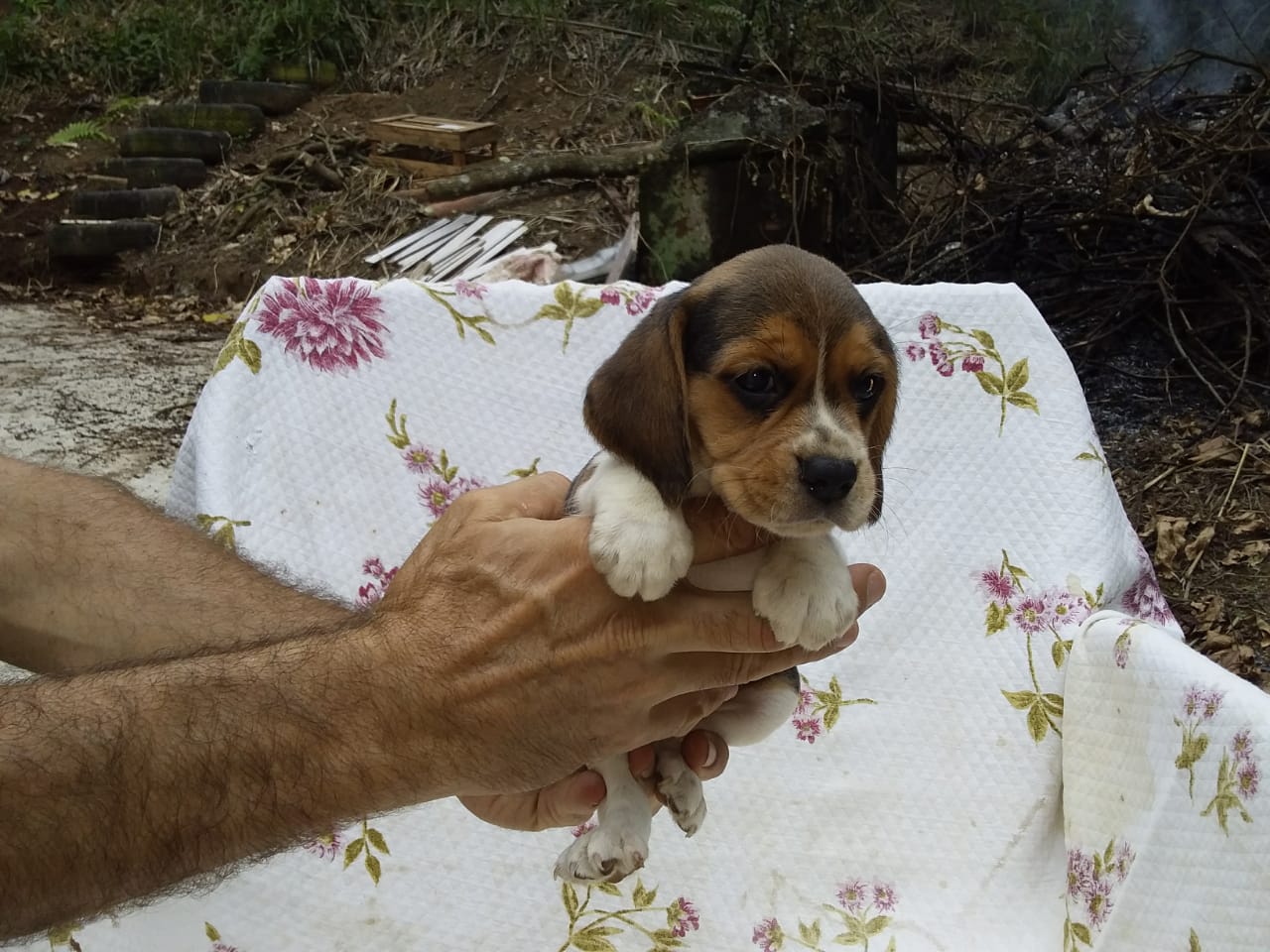 Fêmea 030220 (4).jpg