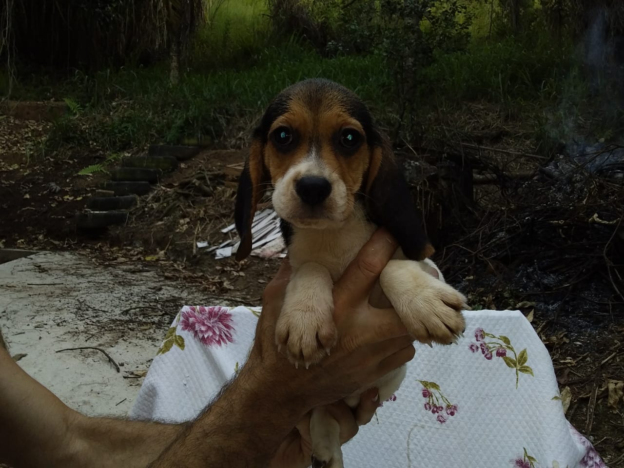 Fêmeas 160120 (1).jpg