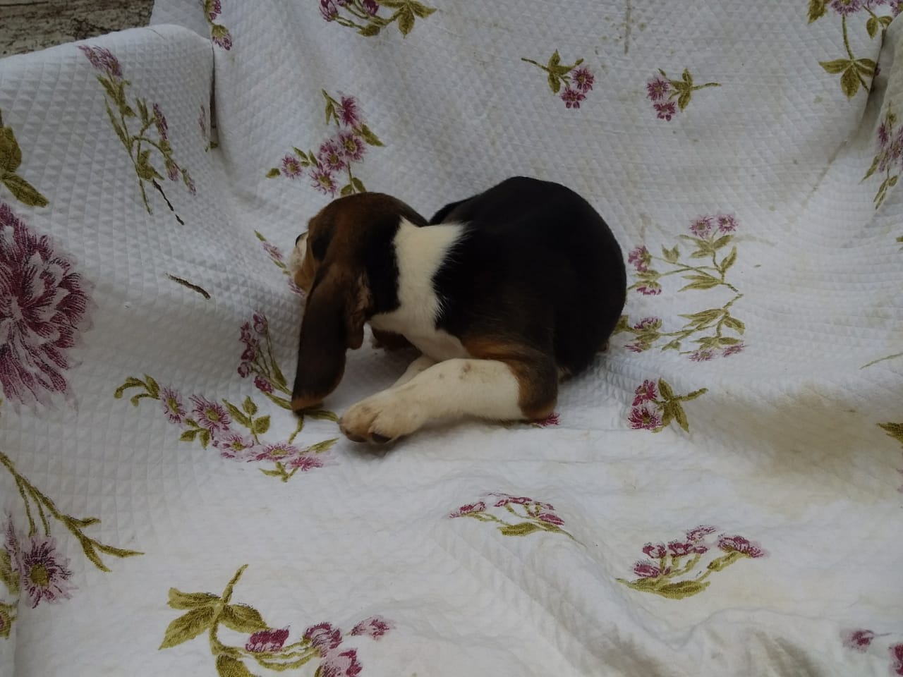 Macho 160120 (6).jpg