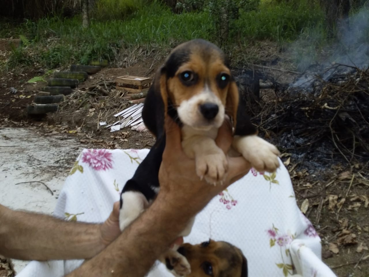 Fêmeas 160120 (2).jpg