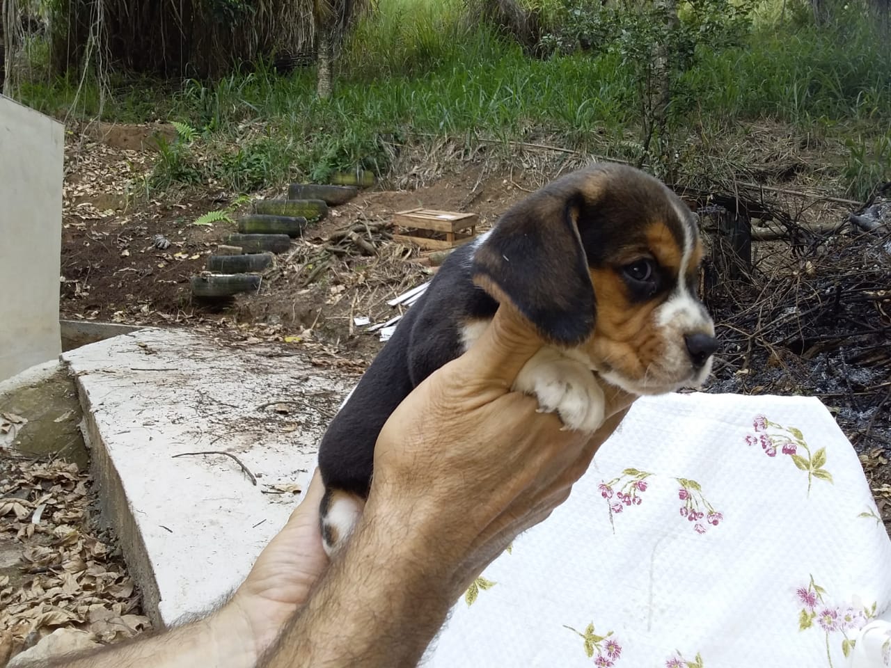 Machos 270220 (6).jpg