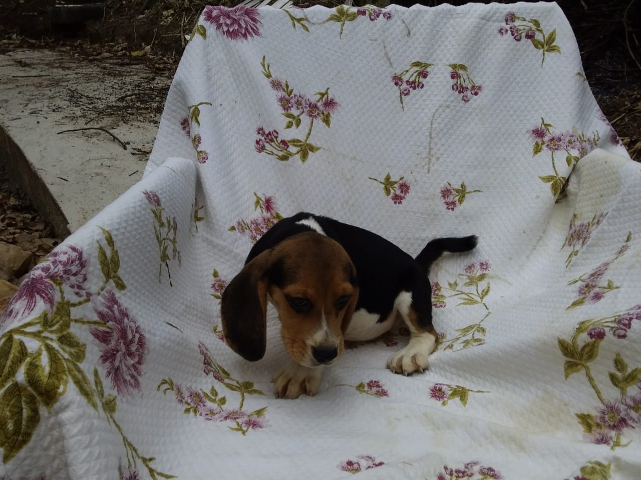 Macho 160120 (3).jpg