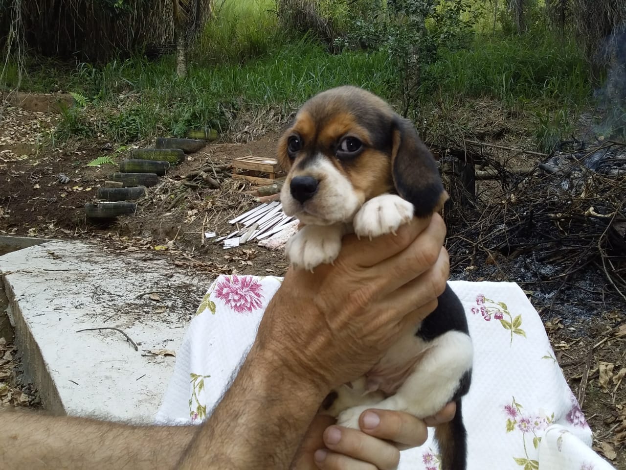 Machos 270220 (10).jpg