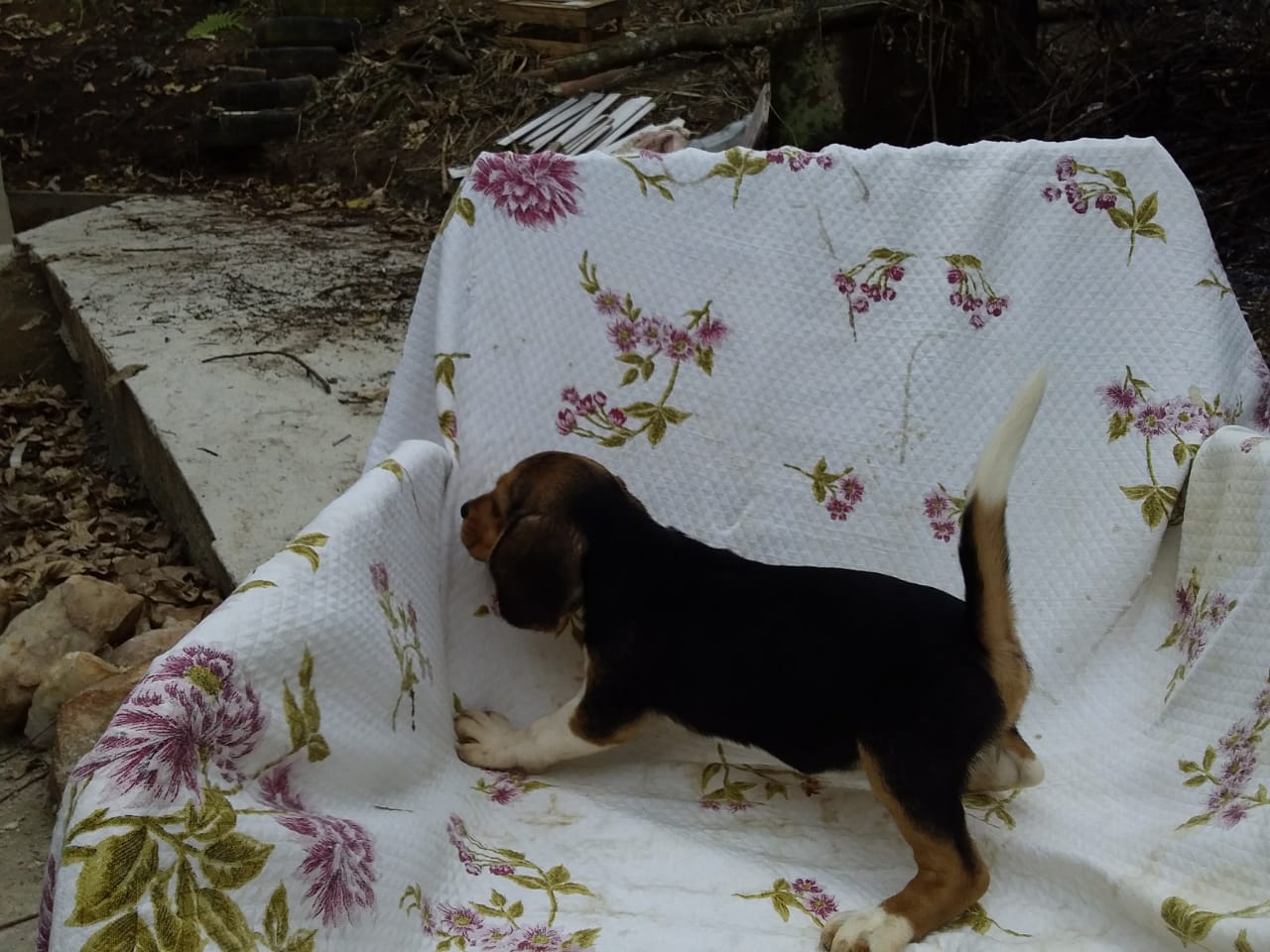 Fêmeas 160120 (8).jpg