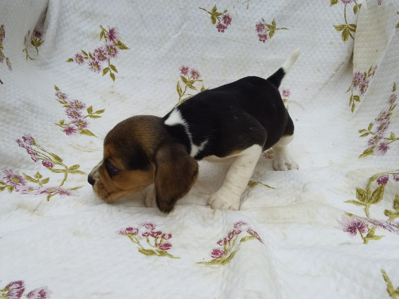 Fêmea 030220 (1).jpg