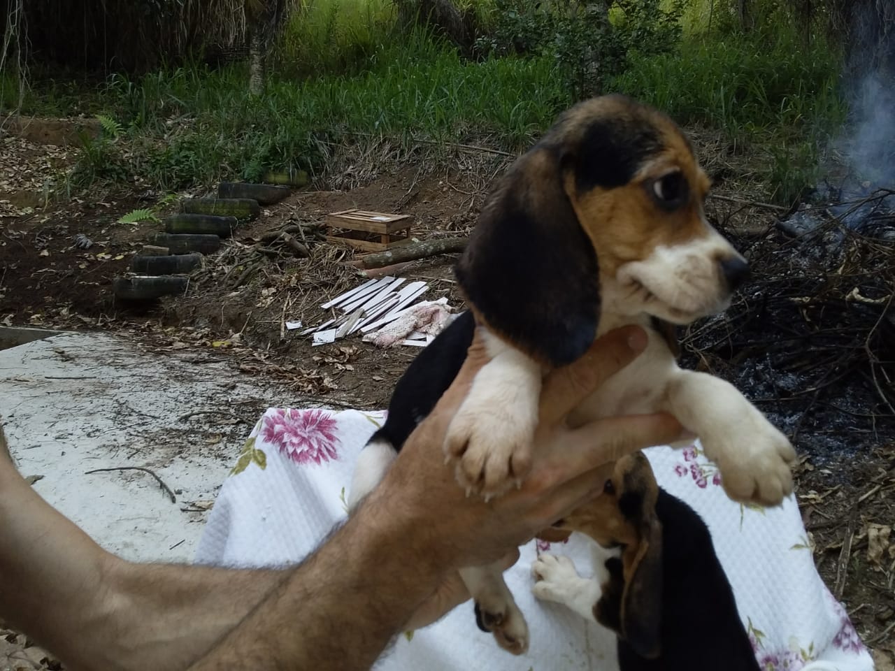 Fêmeas 160120 (10).jpg