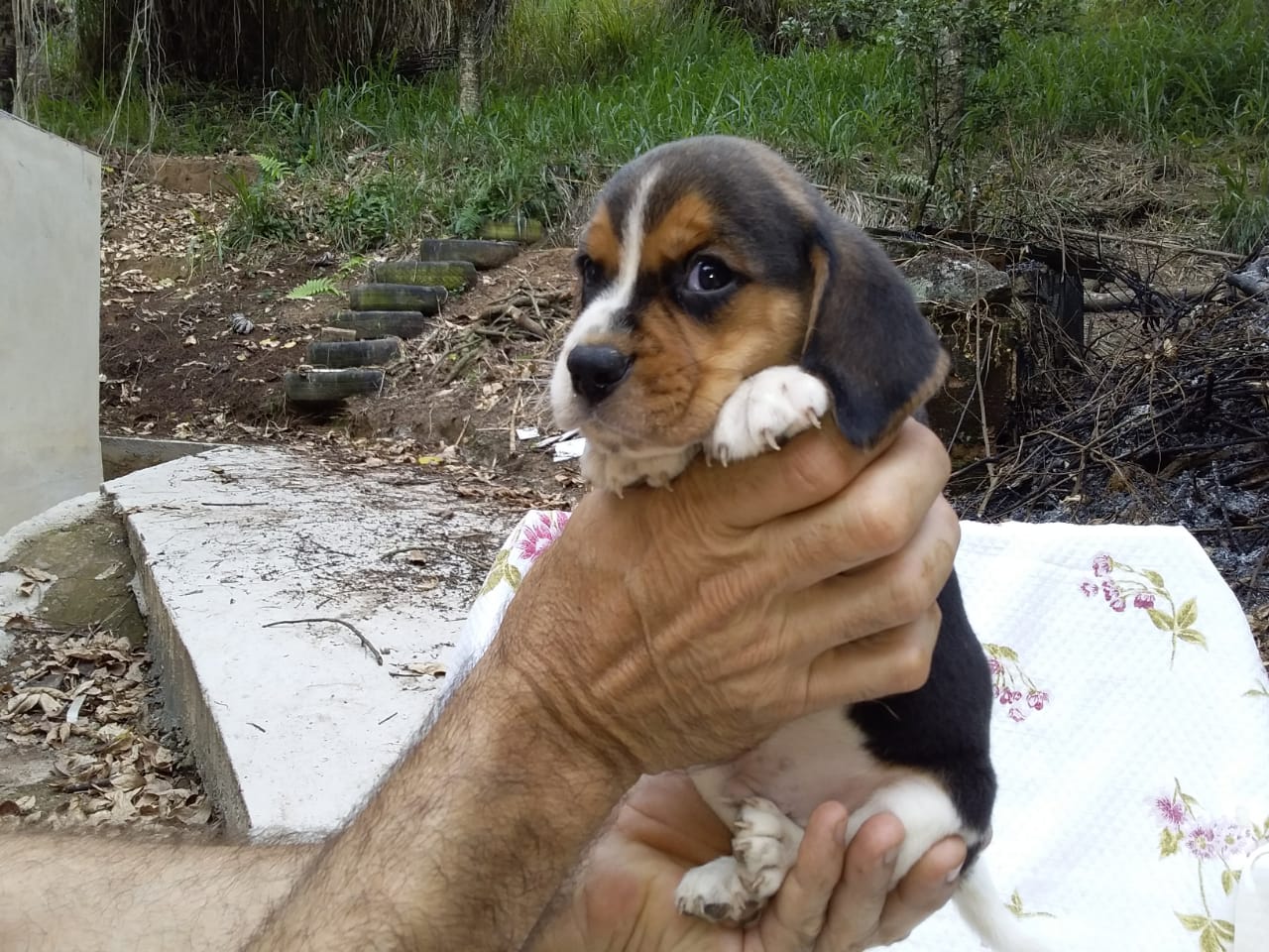 Machos 270220 (7).jpg