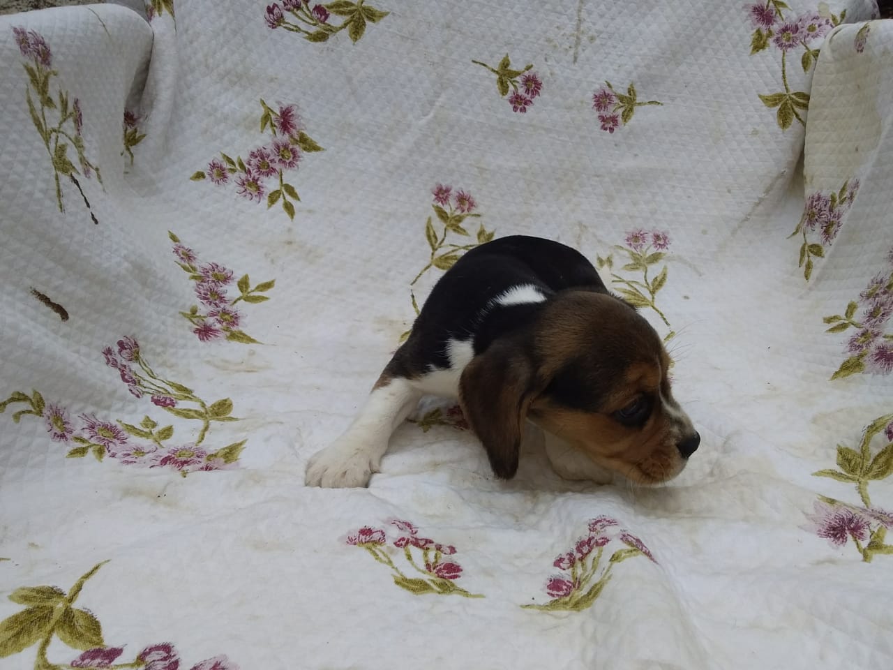 Fêmea 030220 (2).jpg