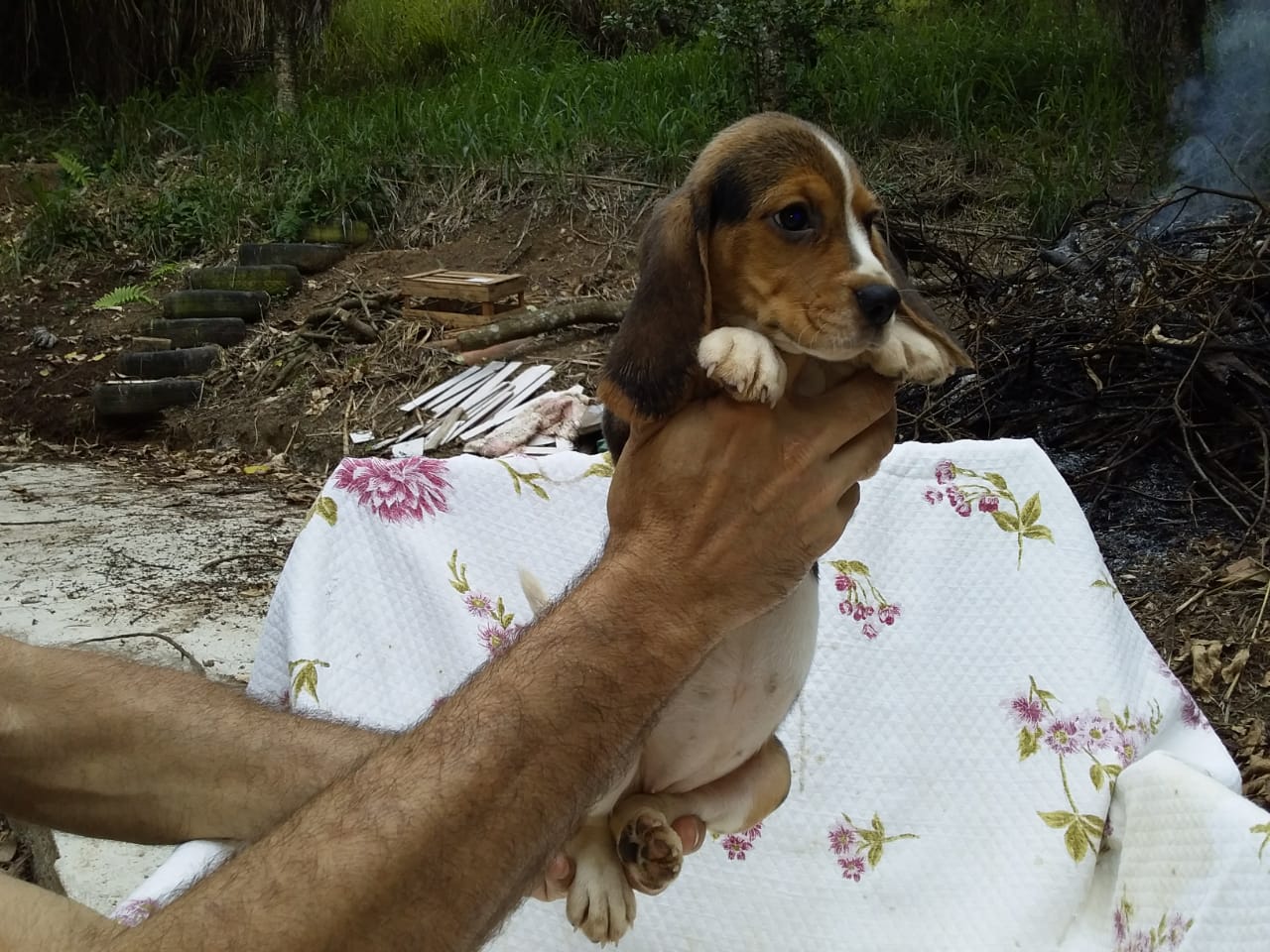 Macho 160120 (9).jpg