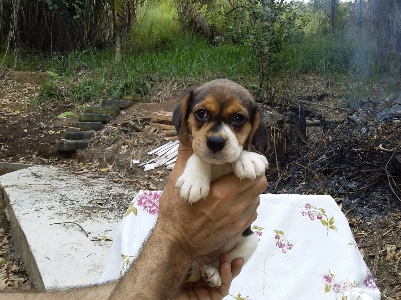 Machos 270220 (8).jpg